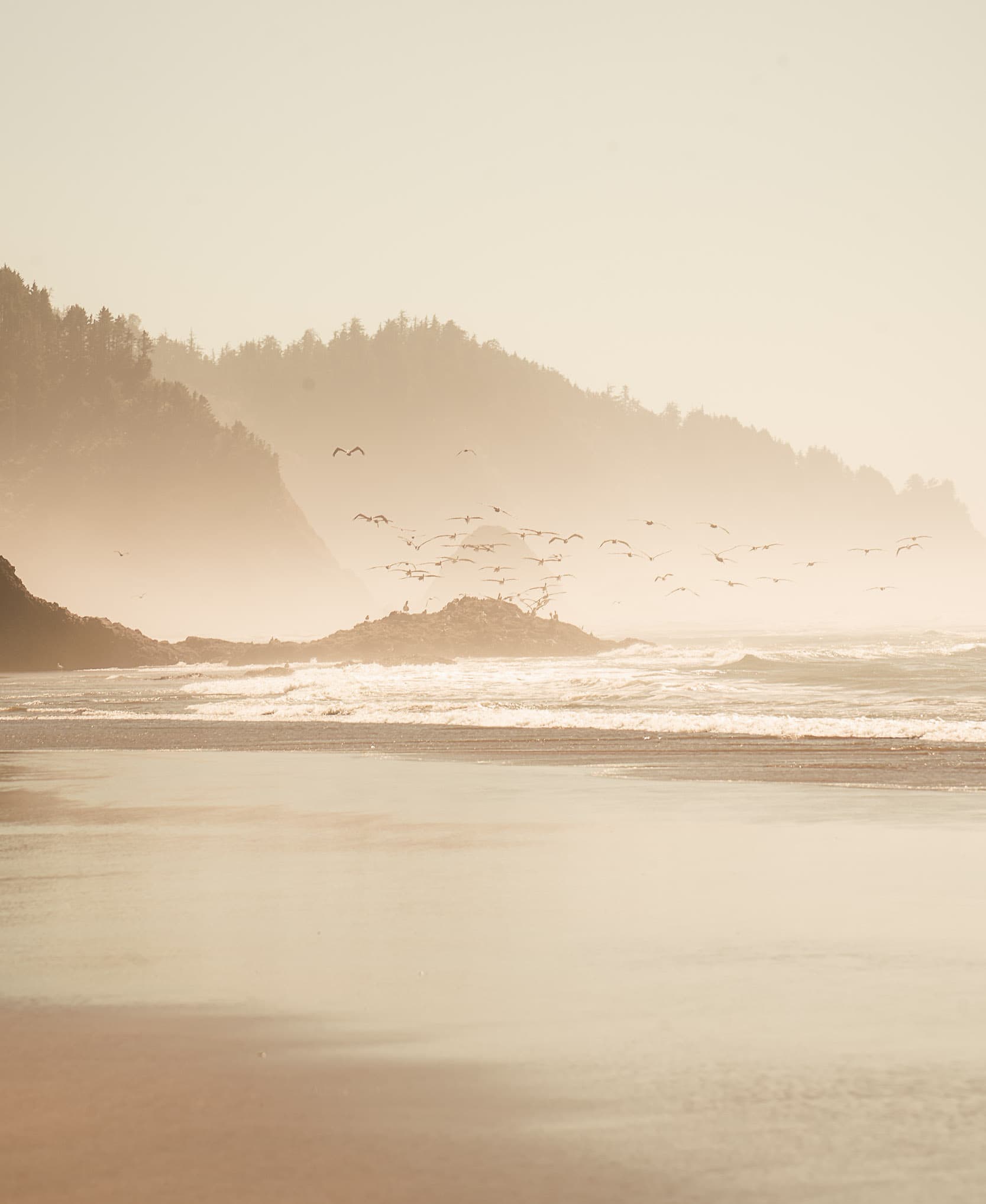 oregon coast birds flying by the ocean 