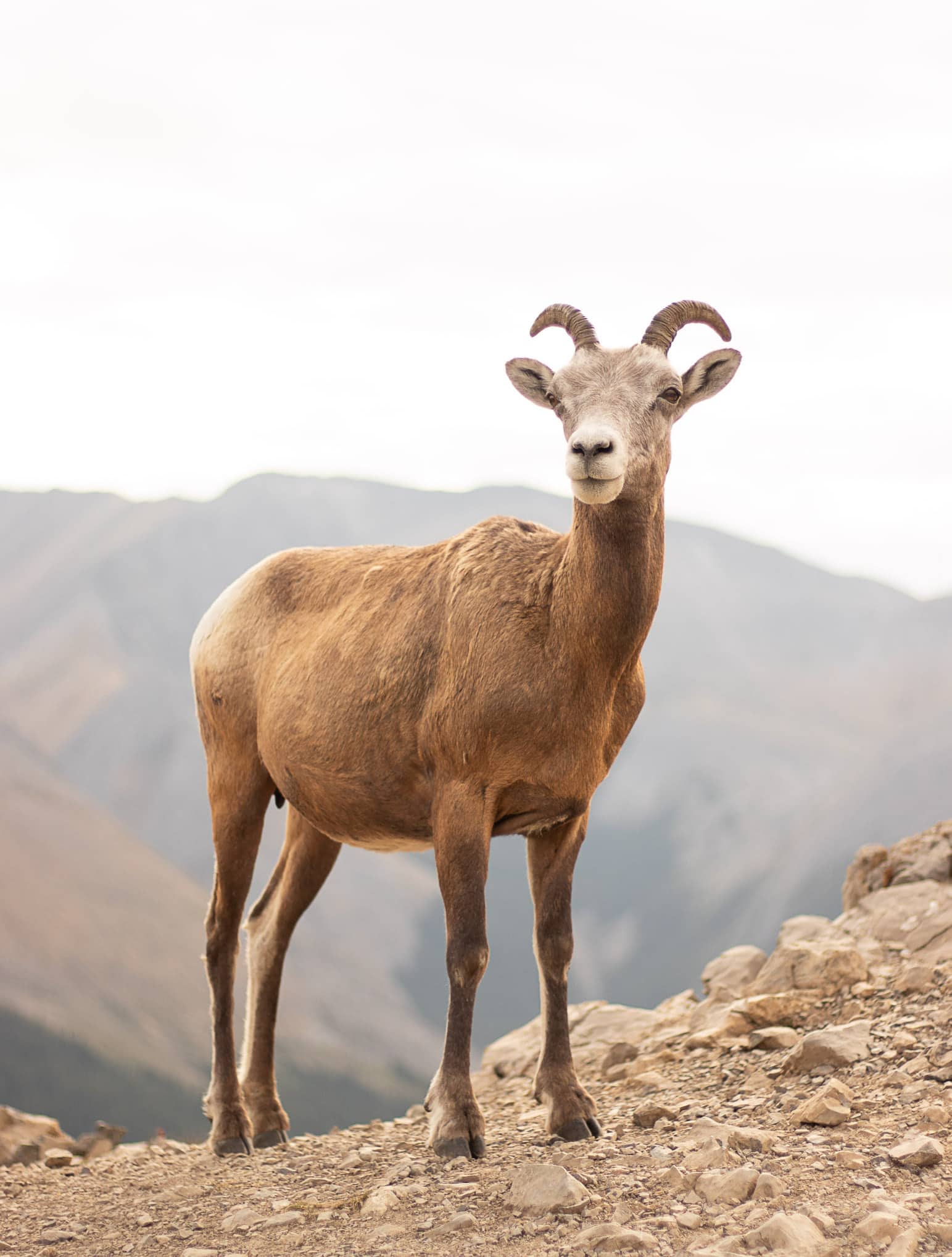 a bighorn sheep at the summit of the best hike in jasper national park